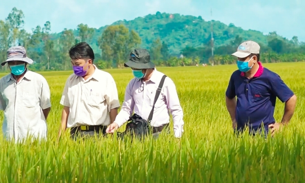 VnSAT project changes farmers’ thinking about rice production