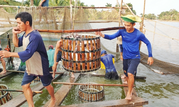 Price rise of tra fish in Mekong Delta becomes both a joy and bother
