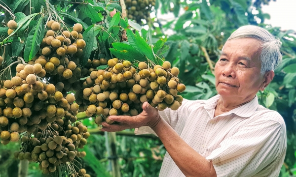 Vinh Long farmer well known for new and strange varieties of longan
