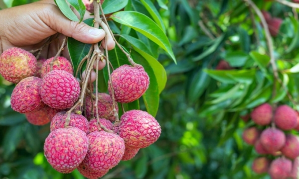 Bac Giang lychee qualified to export to all markets