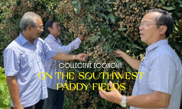 Agriculture clubs in Dong Thap coming together to become cooperative