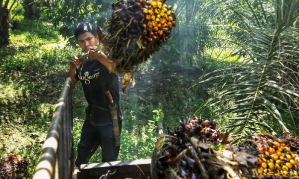 Indonesia considering cutting palm oil export levy to spur shipments