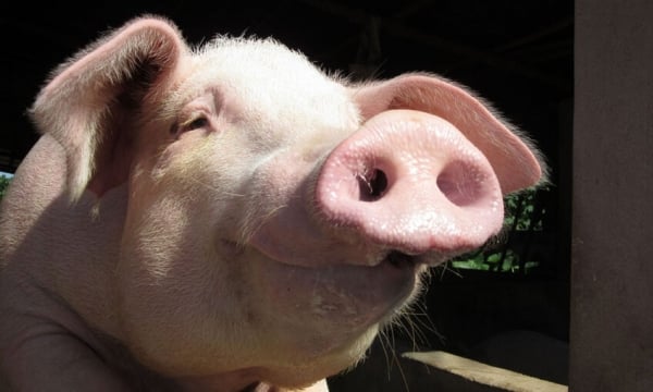 Good feeding: A principle to assess on-farm swine welfare