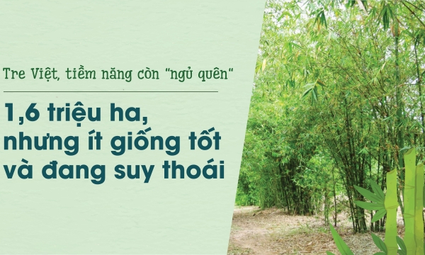 Tre Việt, tiềm năng còn 'ngủ quên': 1,6 triệu ha, nhưng ít giống tốt và đang suy thoái