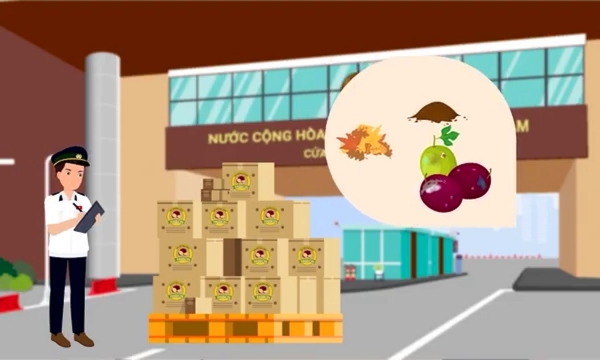 Video hướng dẫn xuất khẩu chanh leo sang thị trường Trung Quốc