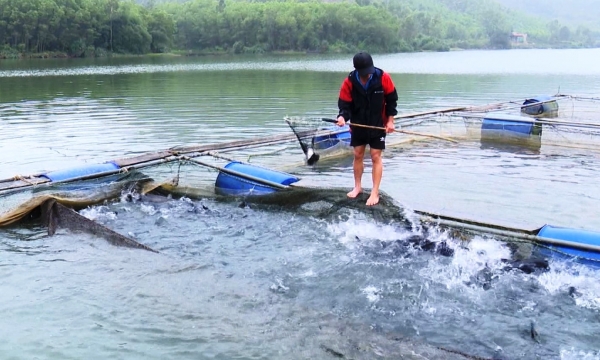 Hà Tĩnh tập trung thu hoạch thủy sản tránh thiệt hại trước mùa mưa lũ