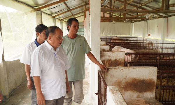 Khóa học nuôi lợn hữu cơ của Chủ tịch Tập đoàn Quế Lâm