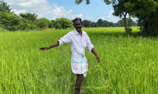 Sri Lanka aims for food security after ill-fated fertilizer ban