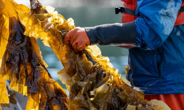 The seaweed superfood revolution could end world hunger- and save the planet