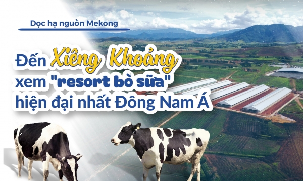 I. Đến Xiêng Khoảng xem 'resort bò sữa' hiện đại nhất Đông Nam Á