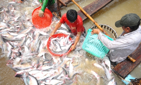 Lần đầu tổ chức Lễ hội cá tra tại 'thủ phủ' cá tra Hồng Ngự