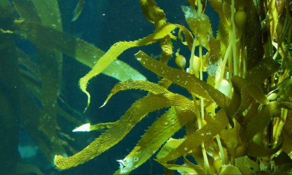 Seaweed molecules used to improve outcomes for bypass surgery
