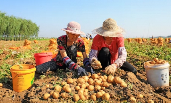 China wants more people to eat potatoes
