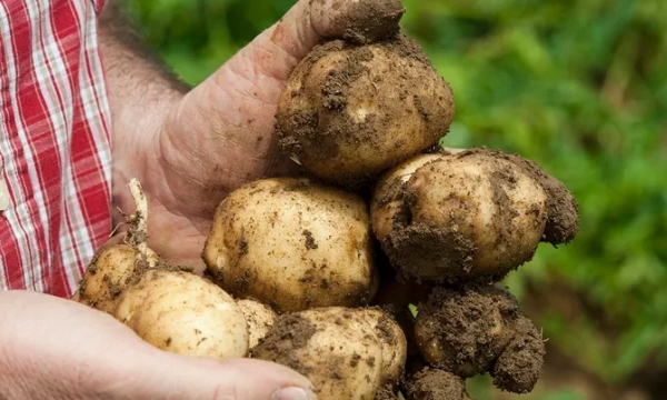Potatoes aren't always bad for you — it's all in the preparation, new study indicates