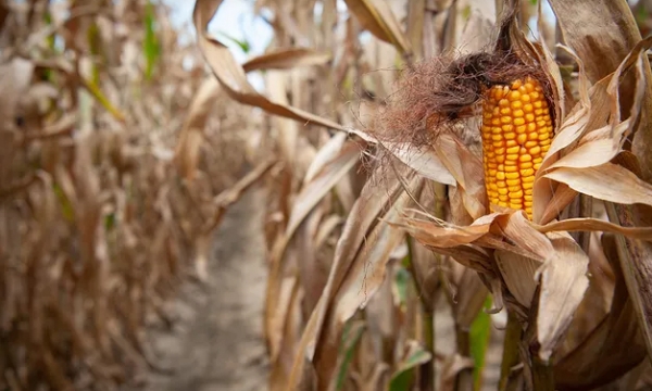 US farmers sound alarm on single-most catastrophic thing headed for corn crops