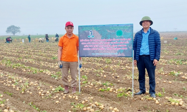 Trồng khoai tây sử dụng phân bón Sitto Việt Nam cho năng suất cao