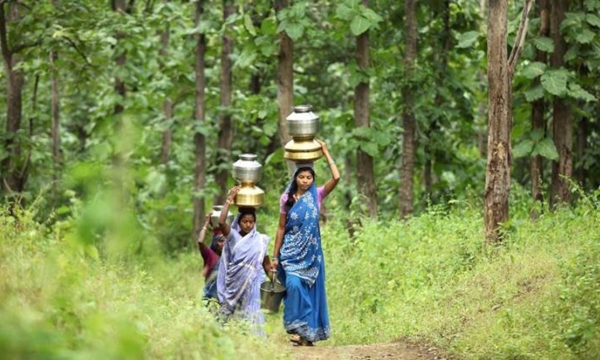 Kinh tế rừng, góc nhìn từ Ấn Độ