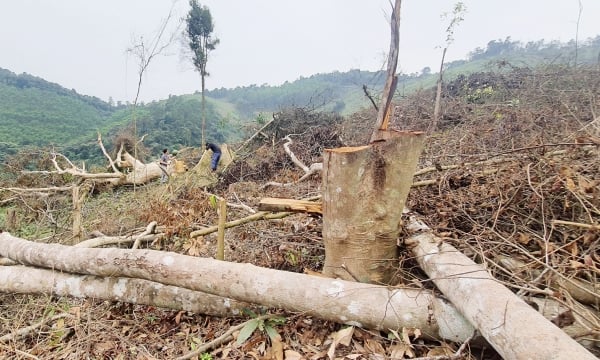 Khởi tố vụ phá rừng tự nhiên ở Tuyên Hóa