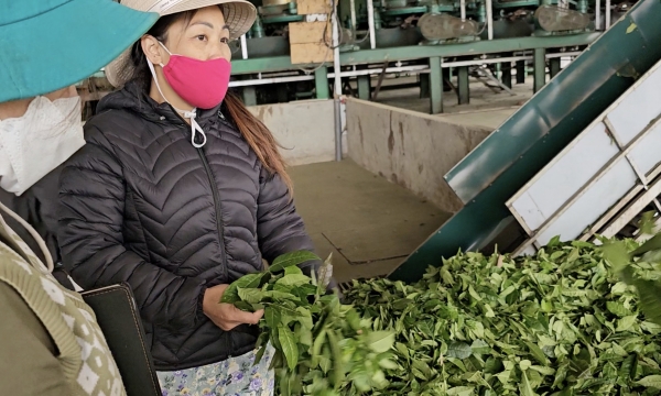 Lai Châu: Có nhà máy chế biến, nông dân yên tâm gắn bó với cây chè
