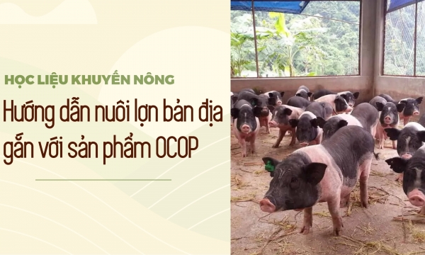 Chăn nuôi lợn bản địa gắn với sản phẩm OCOP