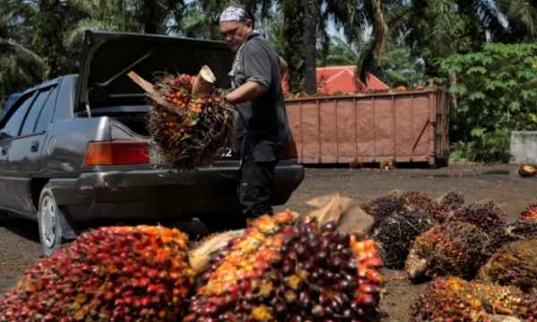 Malaysia wants palm oil hubs in Egypt, Saudi Arabia: deputy PM