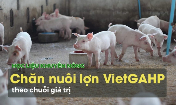 Chăn nuôi lợn VietGAHP theo chuỗi giá trị
