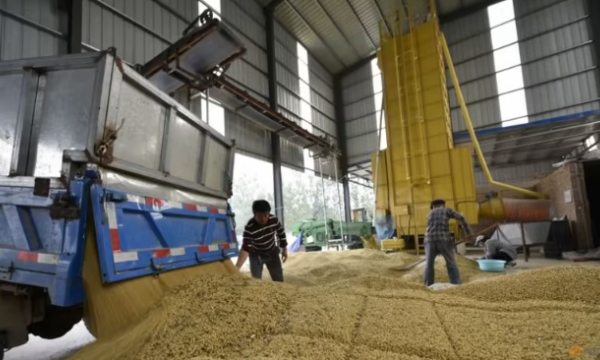 Food security drives China to cut soymeal use in animal feed