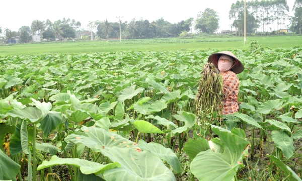 Trồng khoai bồng trên đất ngập mặn, nông dân xã đảo Đồng Rui khấm khá