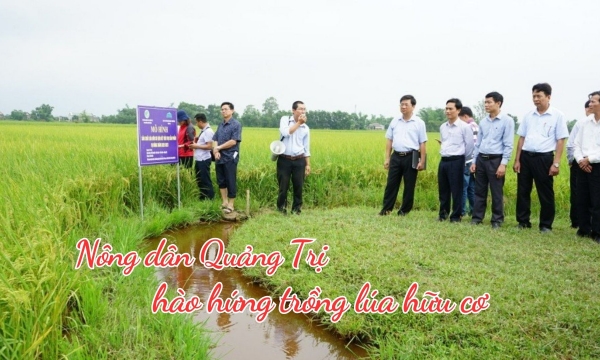 Nông dân Quảng Trị hào hứng trồng lúa hữu cơ