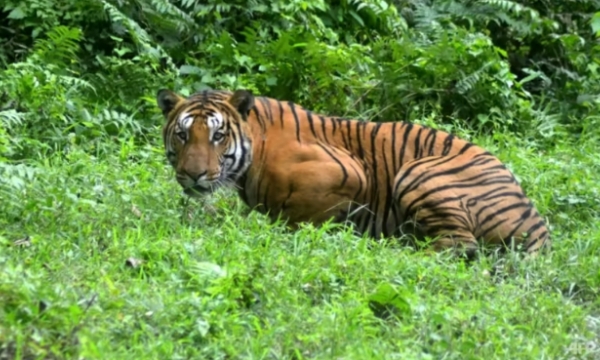 Protecting India's tigers also good for climate