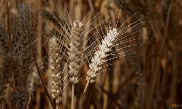 China's farm ministry seeks to salvage damaged wheat