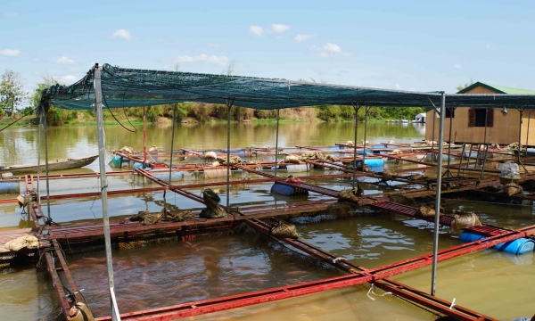 TP.HCM có nên phát triển nuôi cá lồng bè trên sông Sài Gòn?