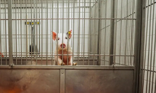 What’s worse than a cruel animal experiment? A cruel and fake animal experiment