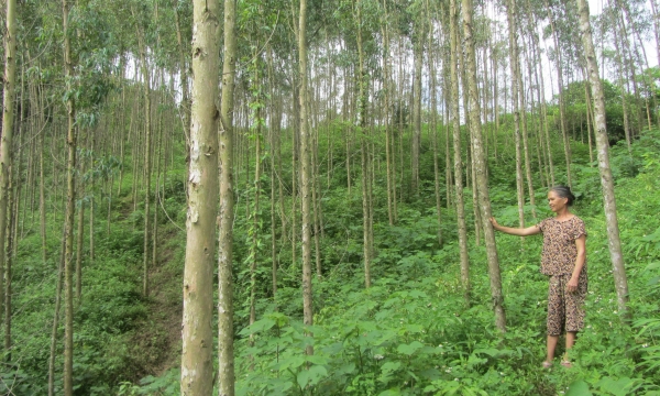 Xã có độ che phủ rừng đạt 75%, nhiều hộ thành tỷ phú