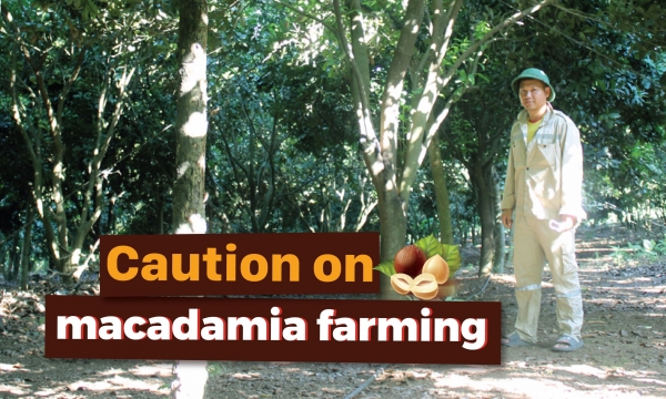 Macadamia planting is like 'taking a gamble'