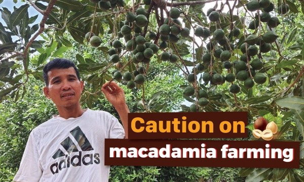 Safe land for macadamia trees