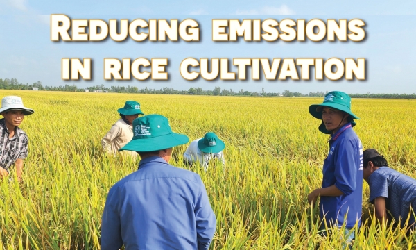 WB expert hopes to see Vietnam as a low-emissions rice production pioneer