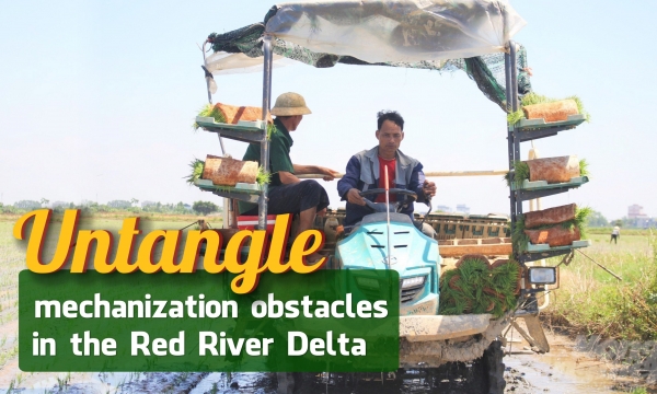 Rice transplanter helps eliminate several constraints but difficult to duplicate