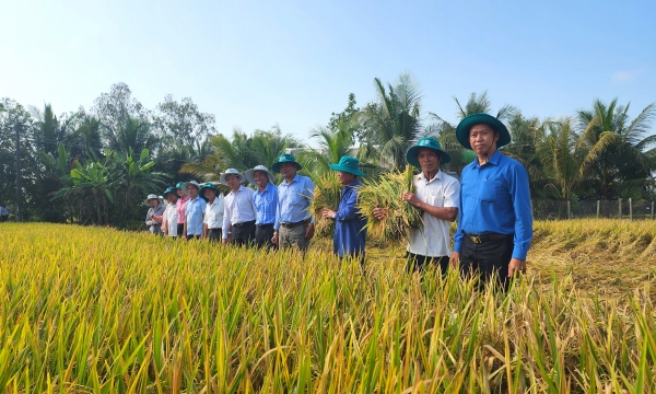 Khảo sát 10.000 nông dân lập bộ dữ liệu sản xuất lúa