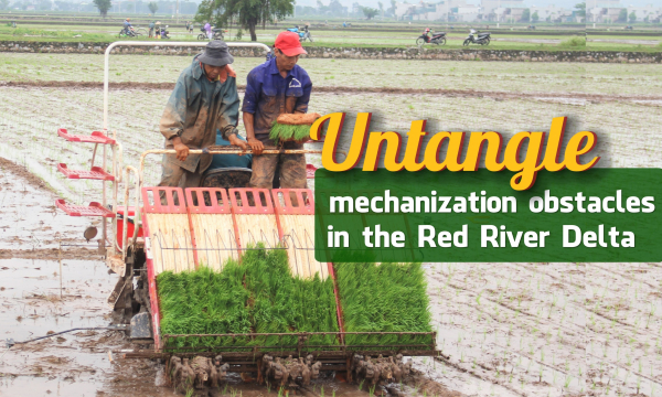 Large-scale agricultural fields pave the way for mechanization