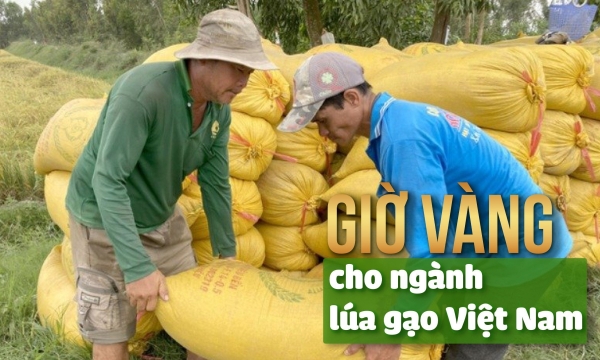 [Bài 4]: Tăng sản xuất, duy trì xuất khẩu, nâng cao hình ảnh lúa gạo Việt Nam