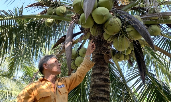 Trà Vinh chuẩn bị kỹ, sẵn sàng đón cơ hội xuất khẩu dừa tươi