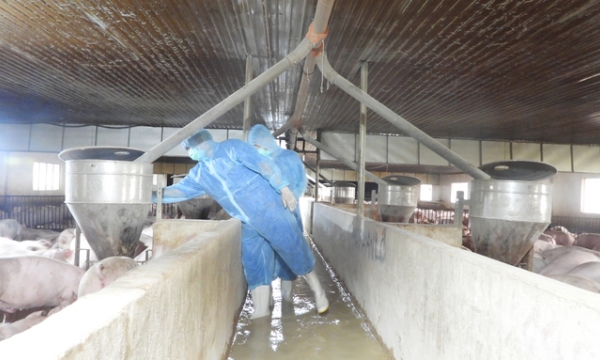 Pig farms save 100 million VND each month using electricity generated from biogas