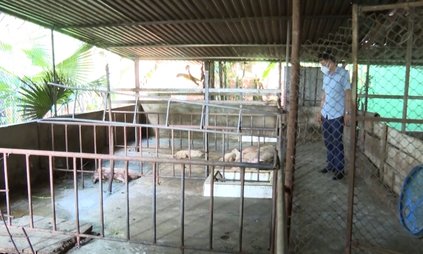 45 con lợn chết vì dịch tả lợn Châu Phi ở Hà Tĩnh