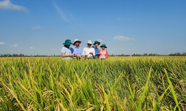 10.000 nông dân ĐBSCL được đào tạo canh tác lúa gạo bền vững
