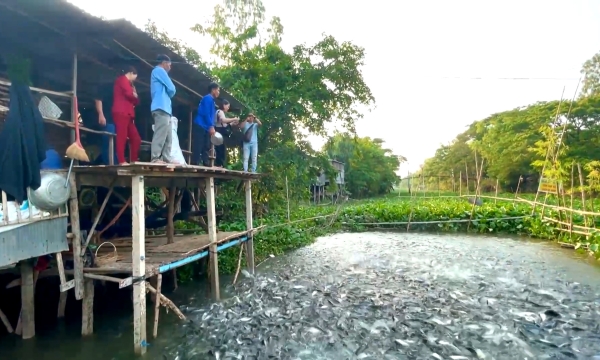 ‘Xây nhà’ cho hàng nghìn con cá tự nhiên trên kênh Thần Nông
