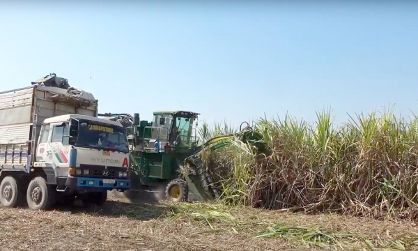 Trade defense measures support the revival of Vietnam's sugar cane industry