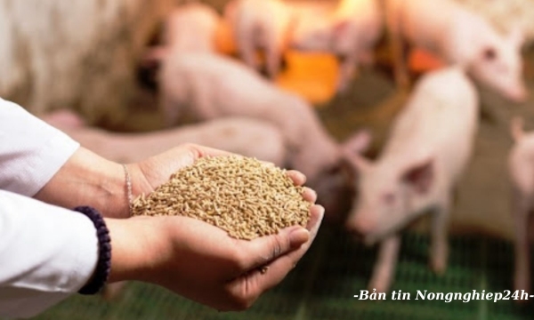 Việt Nam phải nhập khẩu 80% chất phụ gia và thức ăn bổ sung chăn nuôi