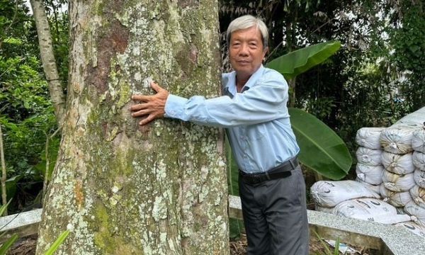 Độc đáo cây sầu riêng hơn 100 tuổi chỉ bón phân hữu cơ