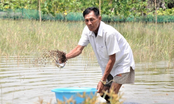Nuôi cá trong ruộng mùa nước nổi, thay thế lúa vụ 3 kém hiệu quả